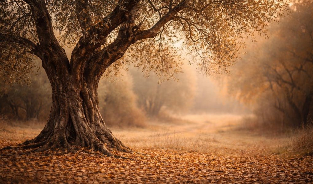 olivier-feuilles-tombees-lumiere-automne