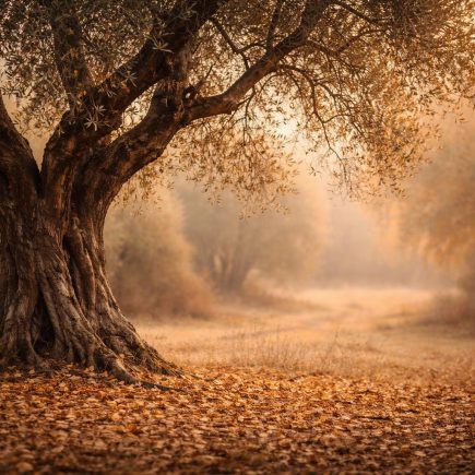 olivier-feuilles-tombees-lumiere-automne