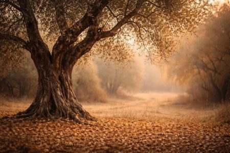 olivier-feuilles-tombees-lumiere-automne